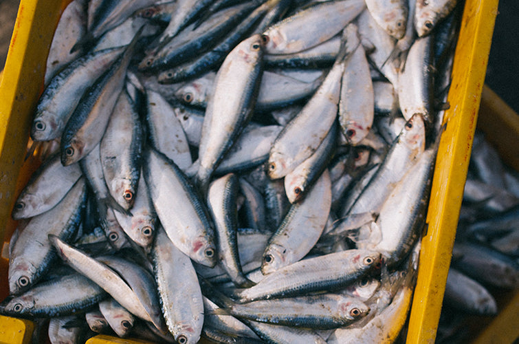 Patè sardine e agrumi