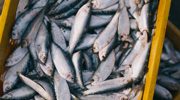 Patè sardine e agrumi
